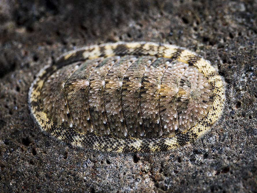 Ischnochiton caliginosus